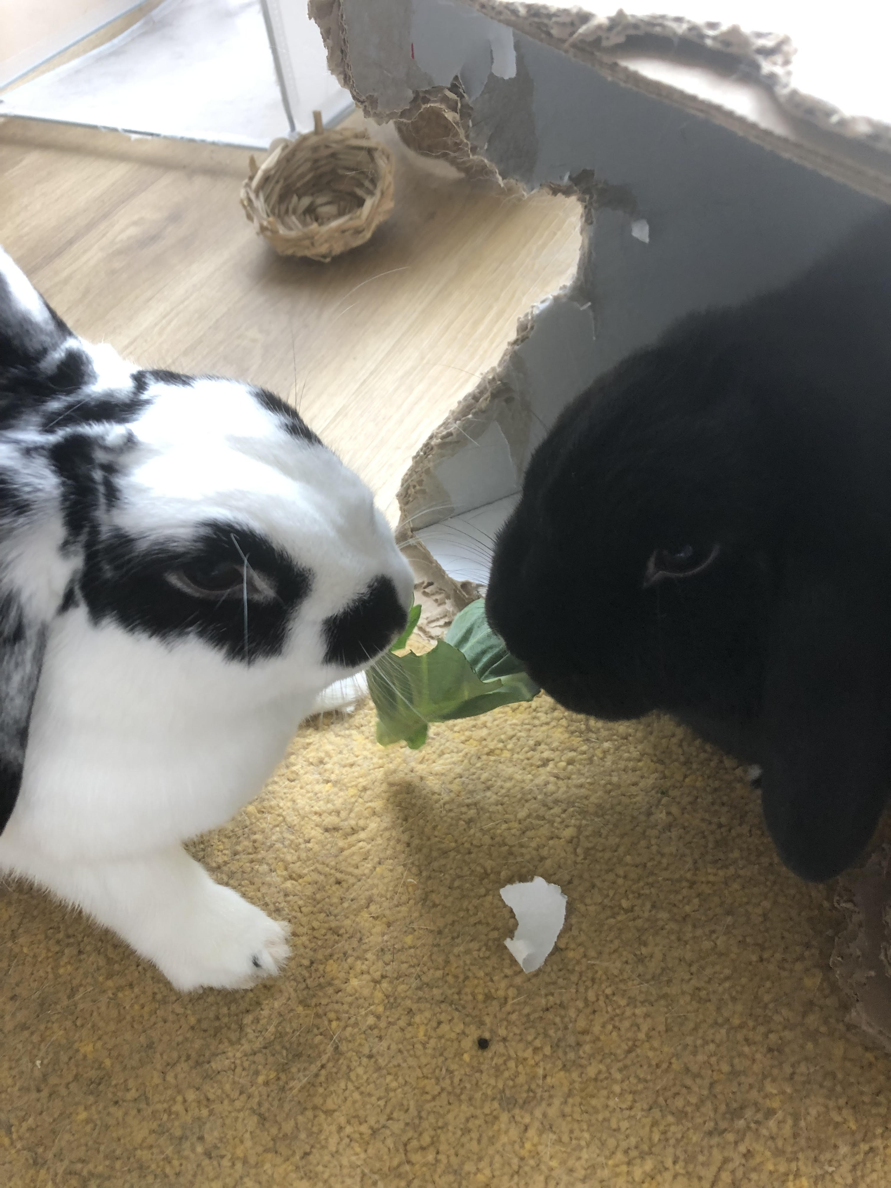 Cashew and Peanut